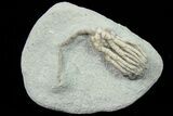 Sarocrinus Crinoid Fossil - Crawfordsville, Indiana #78294-1
